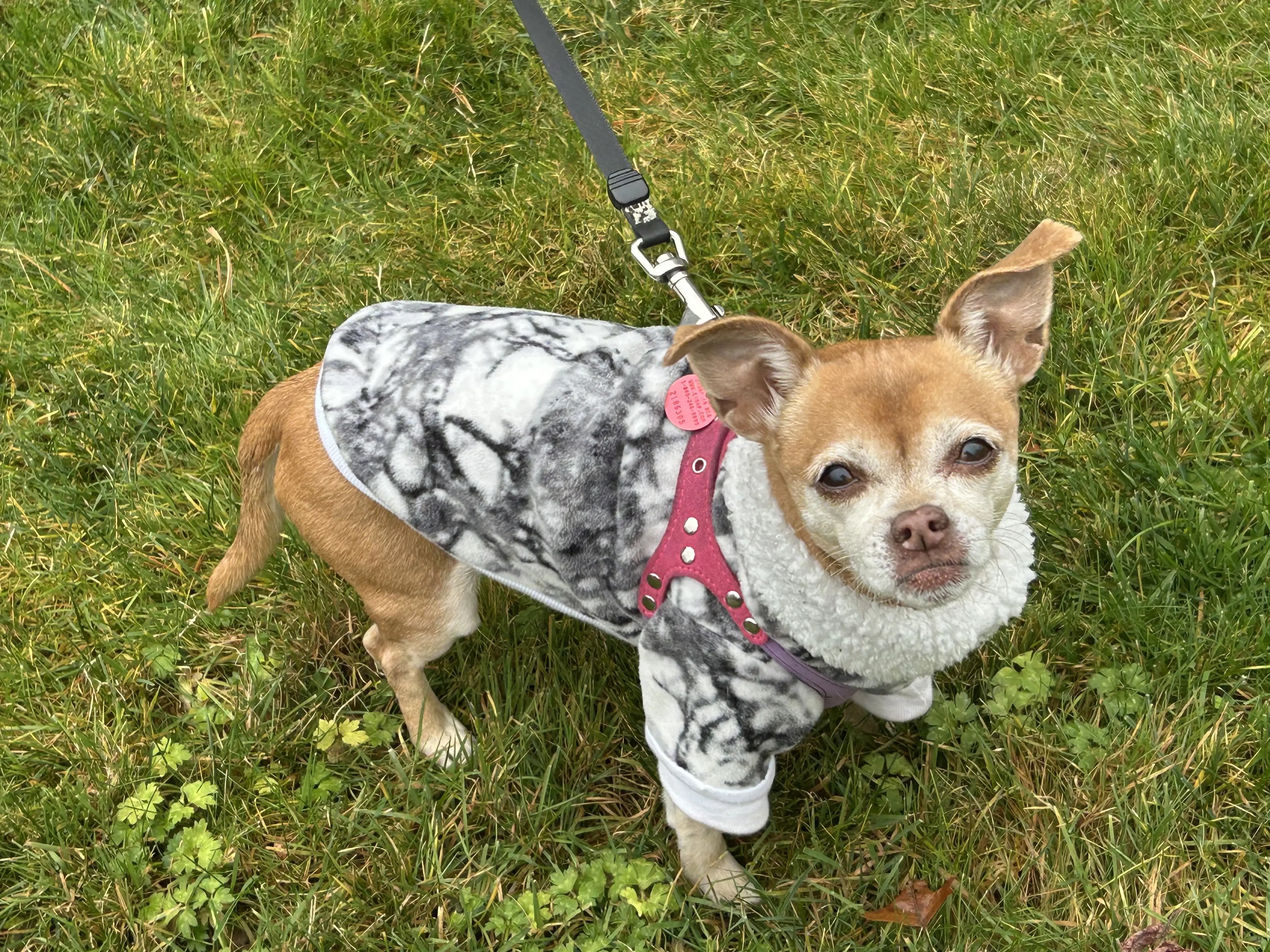 Image of
          Zora the dog with her custom sweater